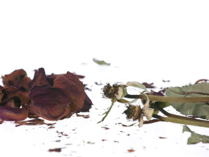 Broken dried faded roses on white background